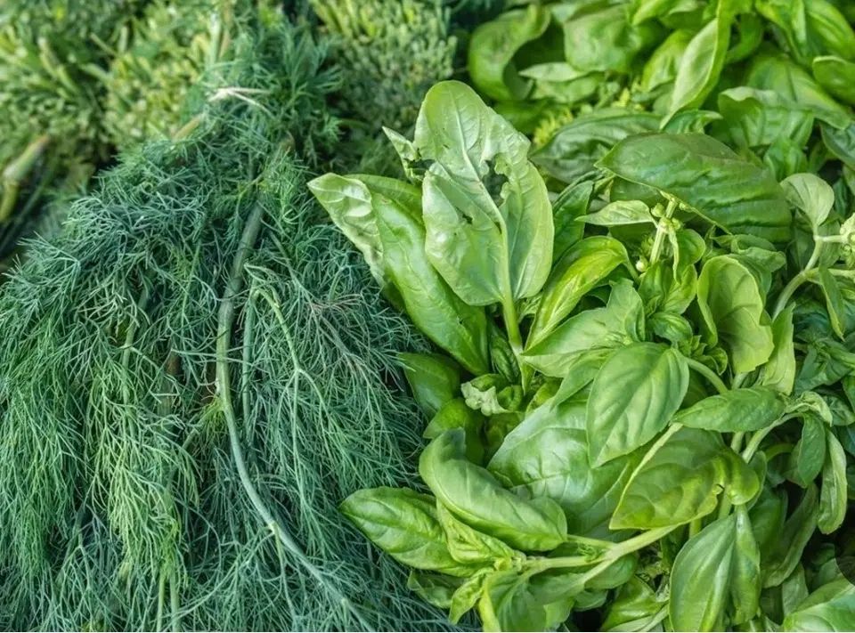 سبزی خوروشت تازه و ارگانیک کیلو۳۵تومان|خوردنی و آشامیدنی|شیراز, شهرک سعدی|دیوار