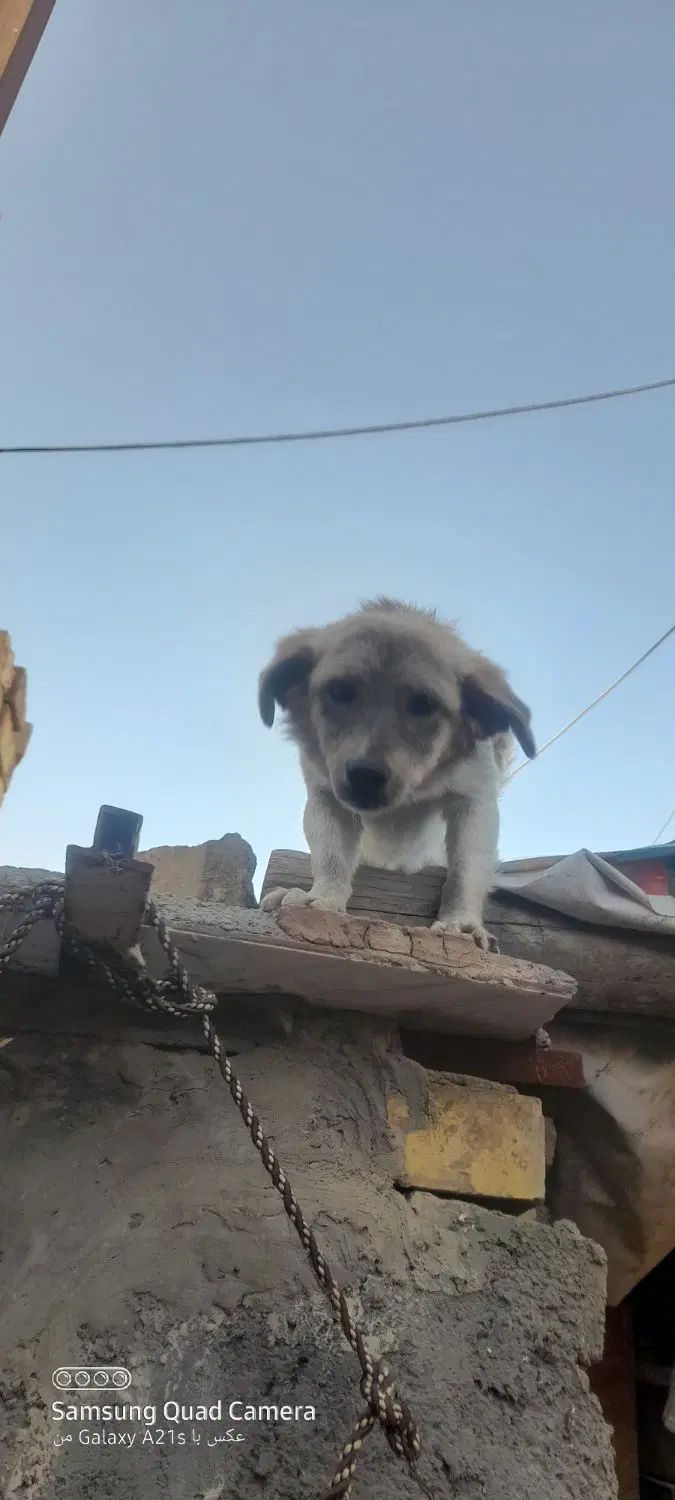 سگ پاکوتاه ماده معاوضه با کفتر|سگ|مشهد, سیس‌آباد|دیوار