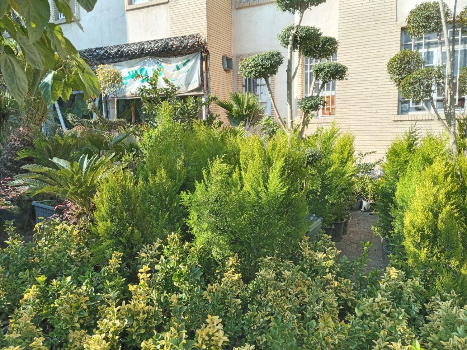 کاج لاوسون|گل و گیاه طبیعی|تهران, تهرانسر شرقی|دیوار