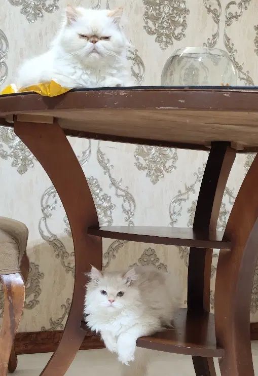 بچه گربه پرشین سفید چشم آبی|گربه|مشهد, رضاشهر|دیوار