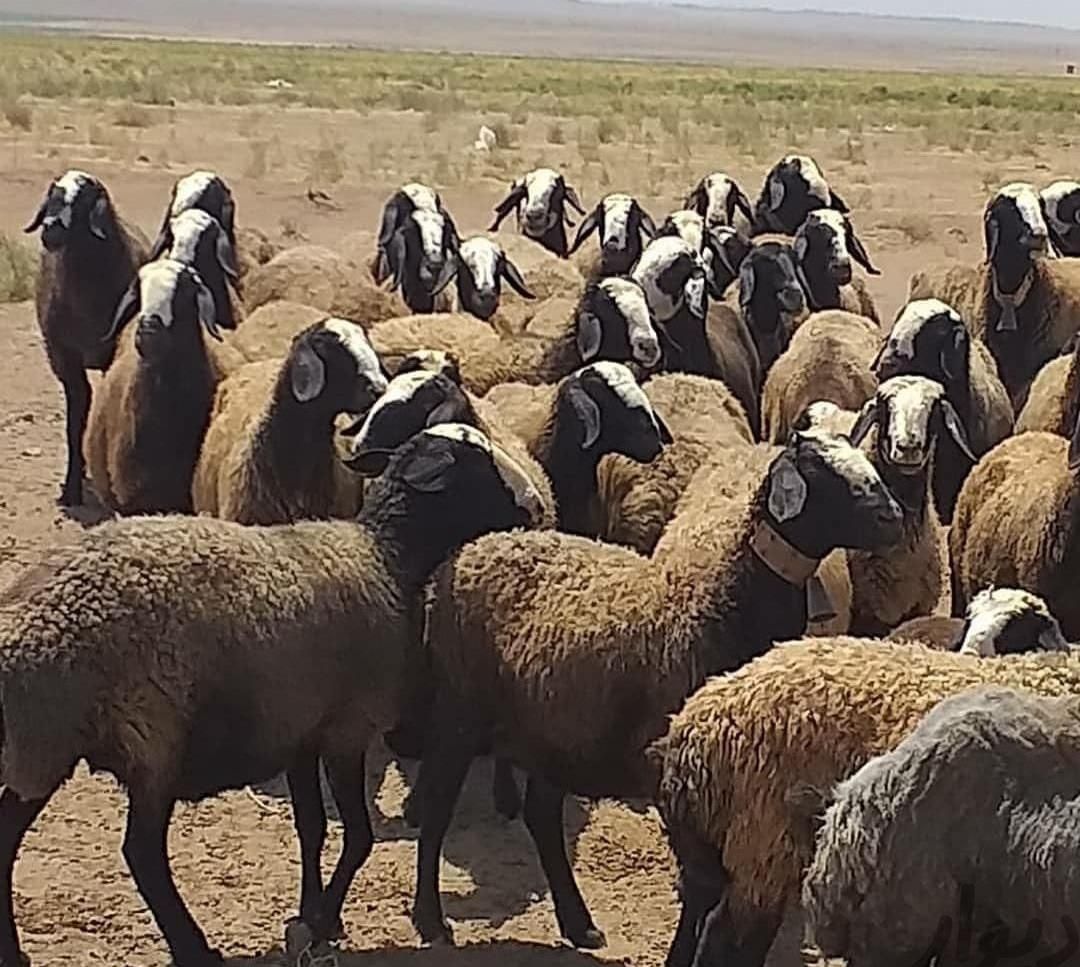 گسفندجهت نگه داشتن|حیوانات مزرعه|اردکان, |دیوار