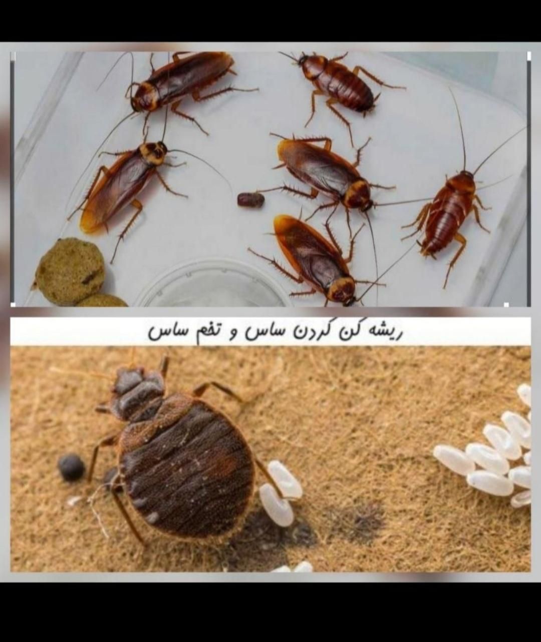 سمپاشی ساس سوسک سم پاشی موریانه%100تضمین کتب کل‌قم|خدمات نظافت|قم, شاه ابراهیم|دیوار