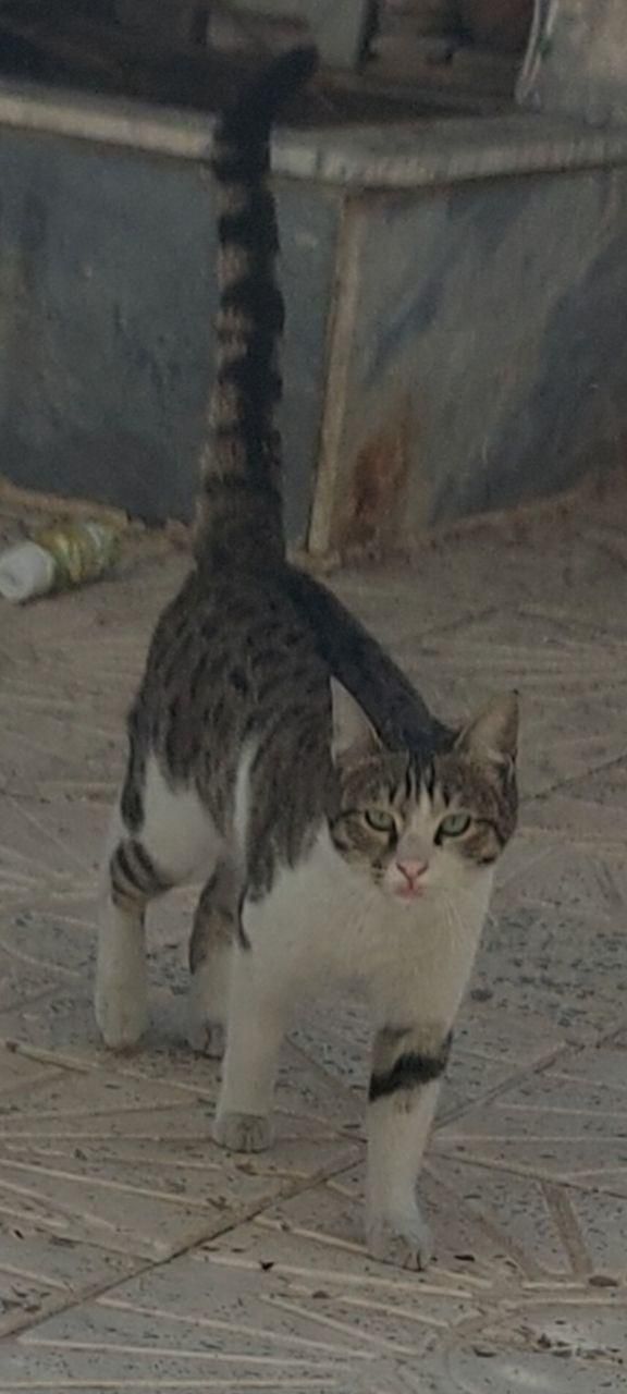 گربه ماده گمشده قم،بوستان الغدیر،بلوارغدیر،پردیسان|حیوانات|قم, پردیسان|دیوار