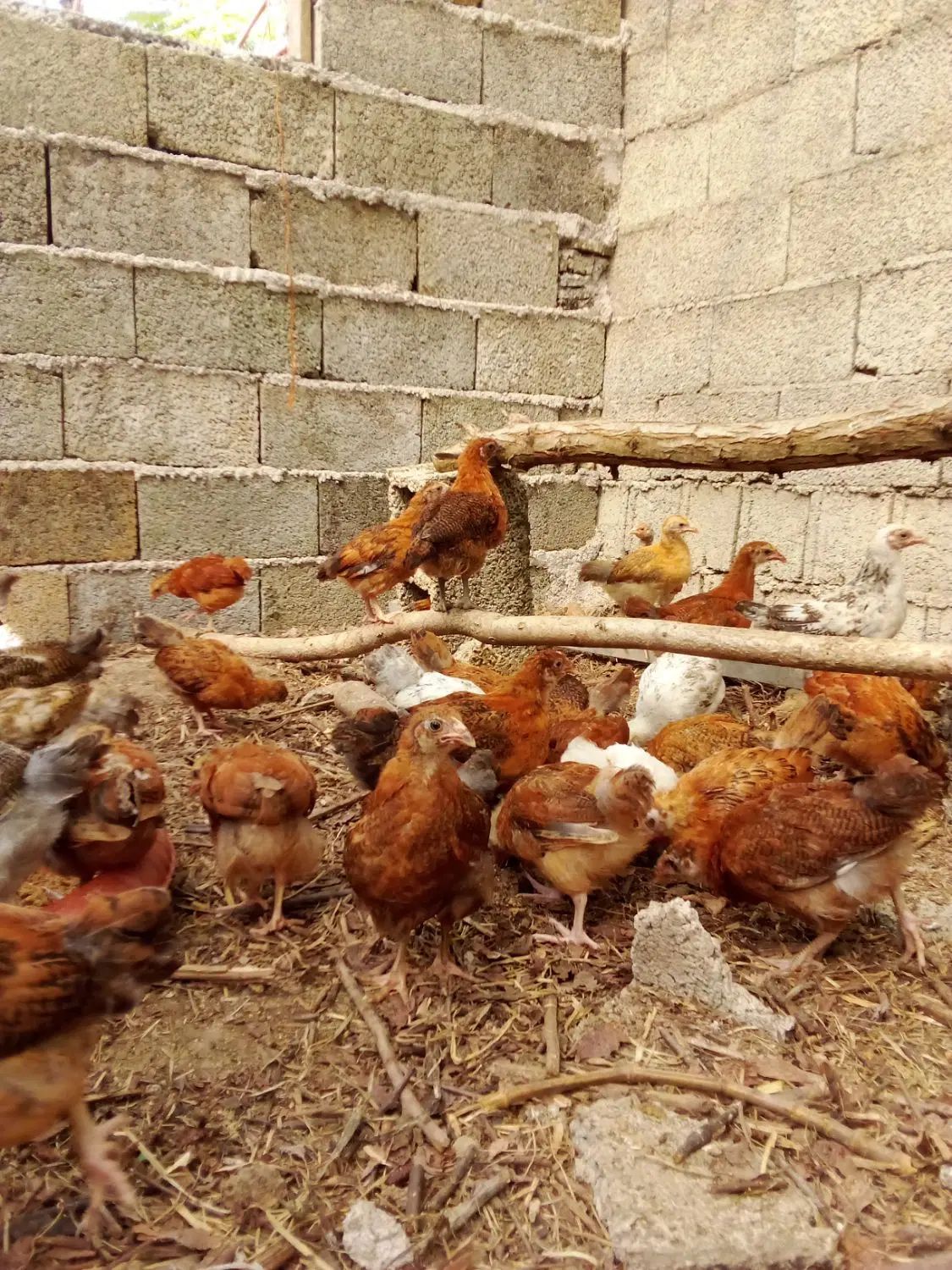 نیمچه گلپایگان اصلاح نژادشده. درجه یک|حیوانات مزرعه|رشت, لاکان|دیوار