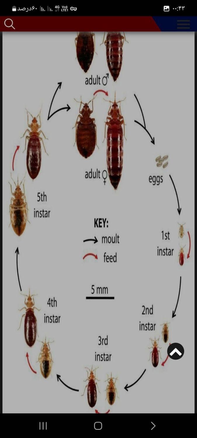 سمپاشی سوسک سم پاشی ساس باضمانت نامه کتبی|خدمات نظافت|تهران, نیروی هوایی (پیروزی)|دیوار