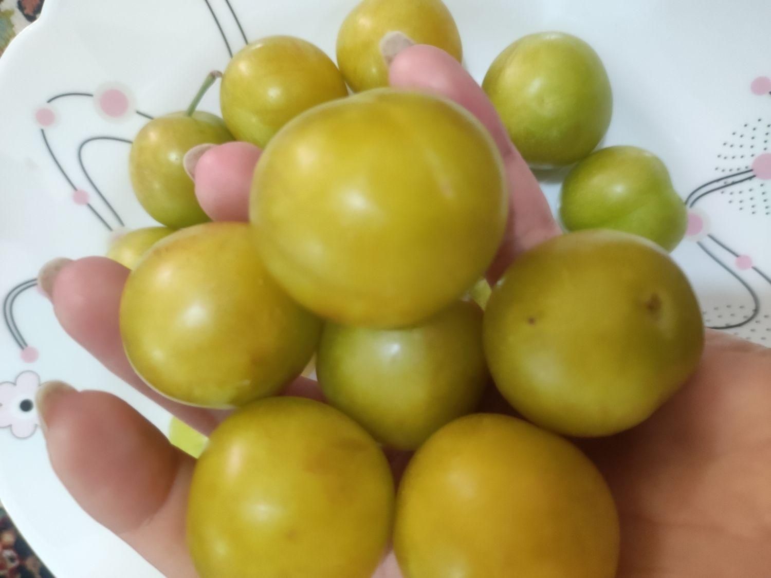 گوجه سبز رسیده|خوردنی و آشامیدنی|نیشابور, شهرک اندیشه|دیوار
