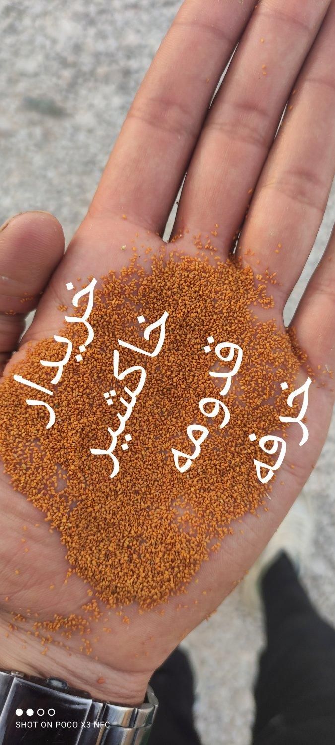 خاکشیر .قدومه .خرفه .بذر یونجه .کتان|خوردنی و آشامیدنی|مرودشت, مسجد رسول‎|دیوار