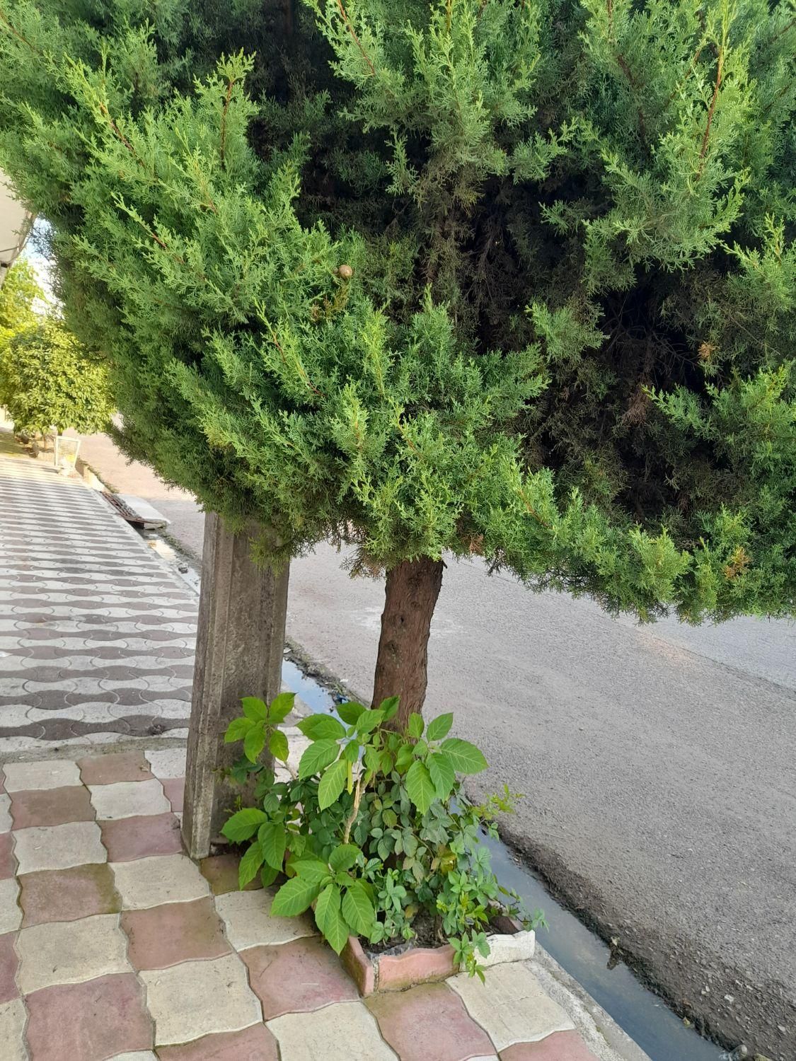 اجاره سویئت ویلایی با پارکینگ نزدیک به ساحل|اجارهٔ کوتاه‌مدت آپارتمان و سوئیت|بندر انزلی, ساحل قو|دیوار