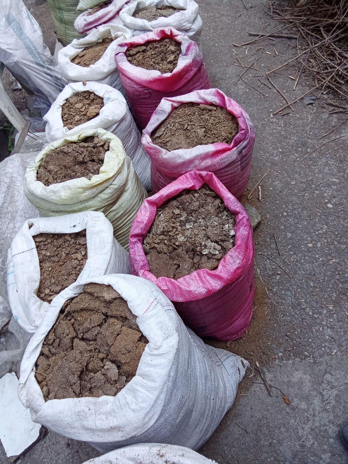 کودمرغی خشک (هوادهی شده)|گل و گیاه طبیعی|رشت, فلسطین|دیوار