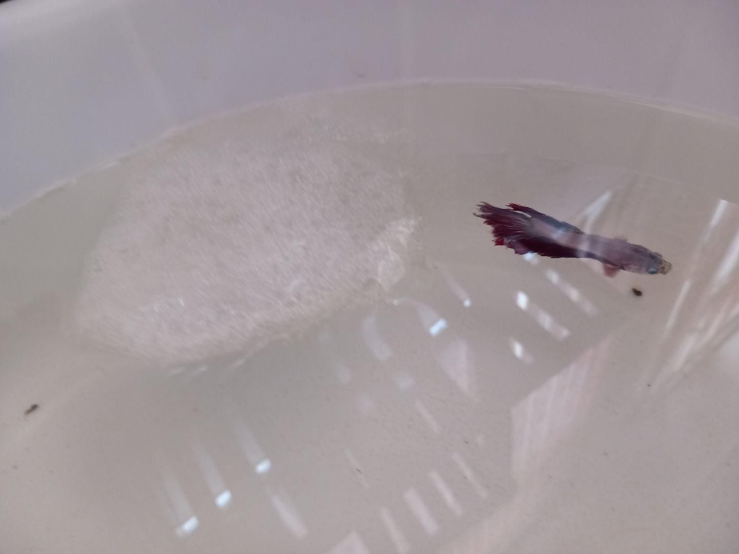 ماهی زینتی با قیمت باور نکردنی|ماهی|لردگان, |دیوار