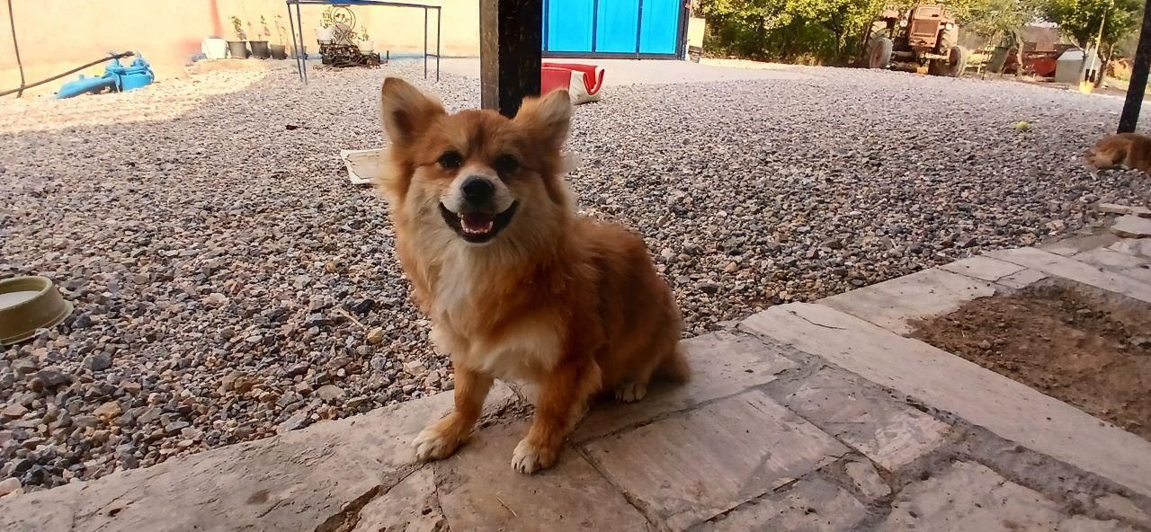 سگ پامیر روباهی|سگ|سنندج, |دیوار