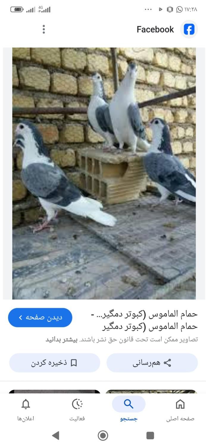 کبوتر گمشده|حیوانات|اصفهان, پروین|دیوار
