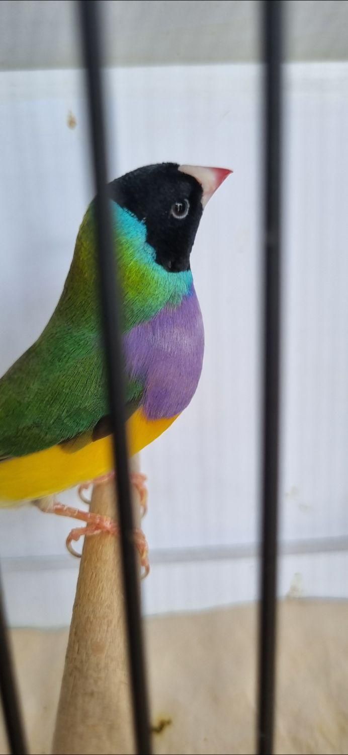 فنچ گلدین و کرواتی|پرنده|کاشان, سرپله جدید|دیوار