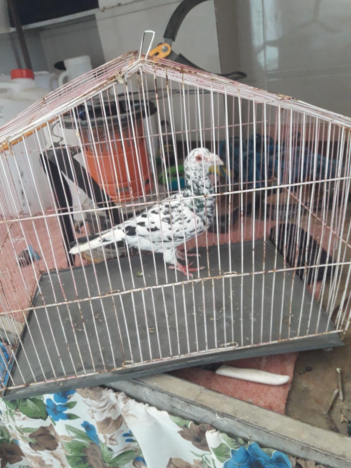 سار|پرنده|آشخانه, |دیوار
