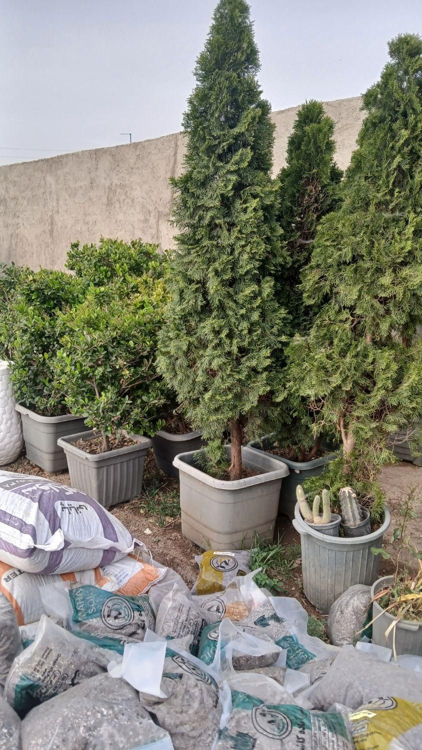 کار های باغبانی  و فروش انواع درخت|گل و گیاه طبیعی|تهران, آبشار|دیوار