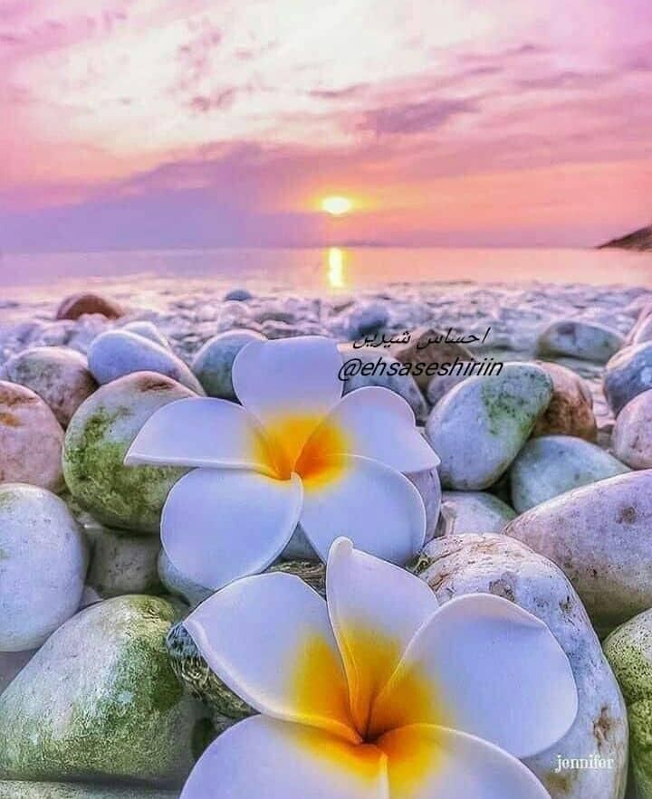 نیاز به نیروی خانم در بستنی کنارتخته|استخدام خدمات فروشگاه و رستوران|بندر کنگان, |دیوار