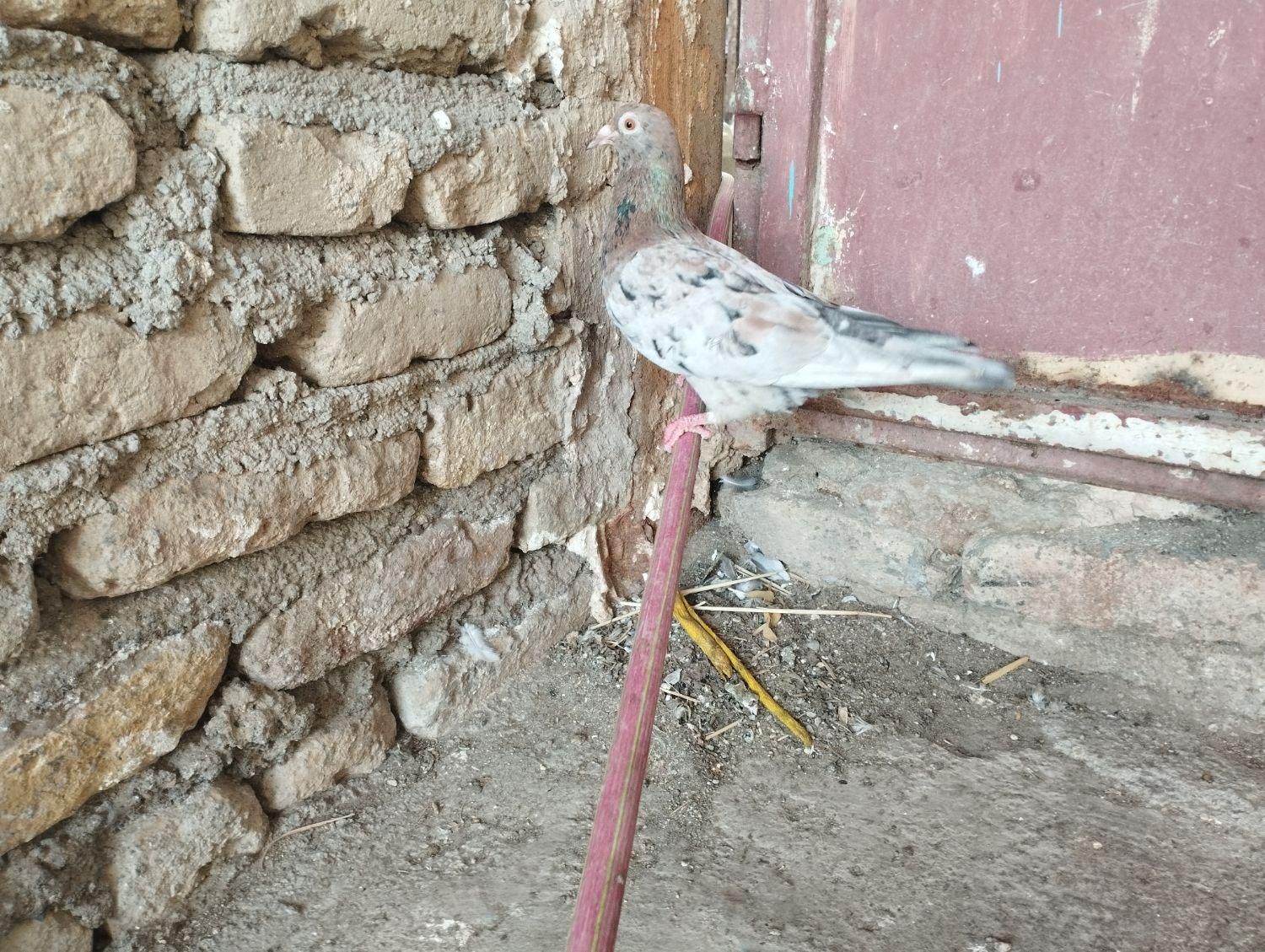 چند جفت رنگی و سار|پرنده|مشهد, رباط طرق|دیوار