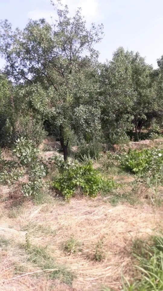 باغچه ۳۰۰متری درقزوین|فروش زمین و ملک کلنگی|کرج, برغان|دیوار
