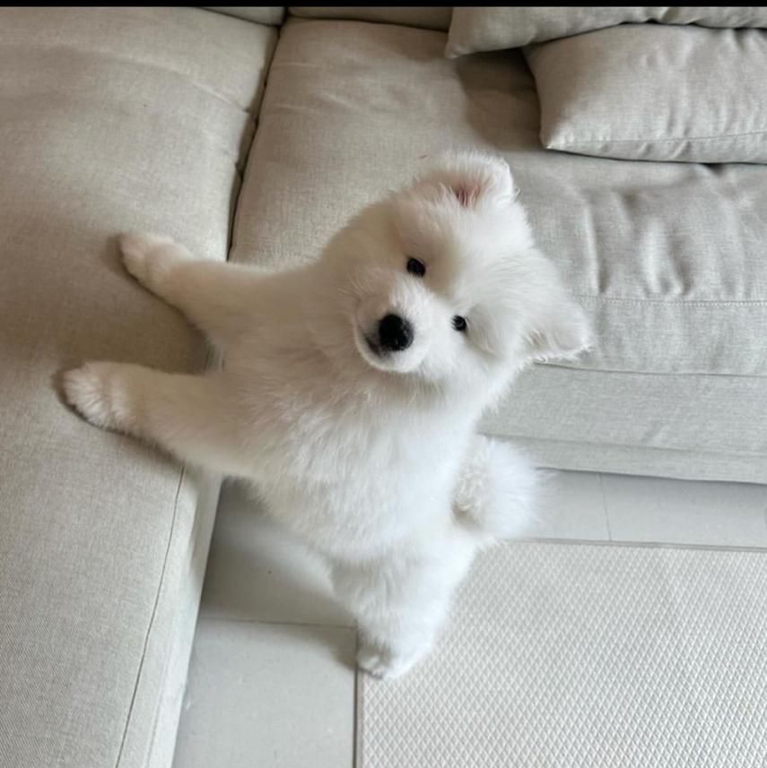 سگ ساموئید|سگ|تهران, درکه|دیوار