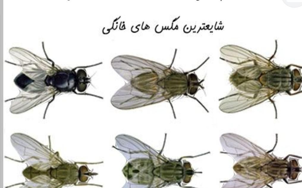سمپاشی سوسک سم پاشی ساس گاز گازگذاری موش موریانه و|خدمات نظافت|قم, چهار مردان|دیوار