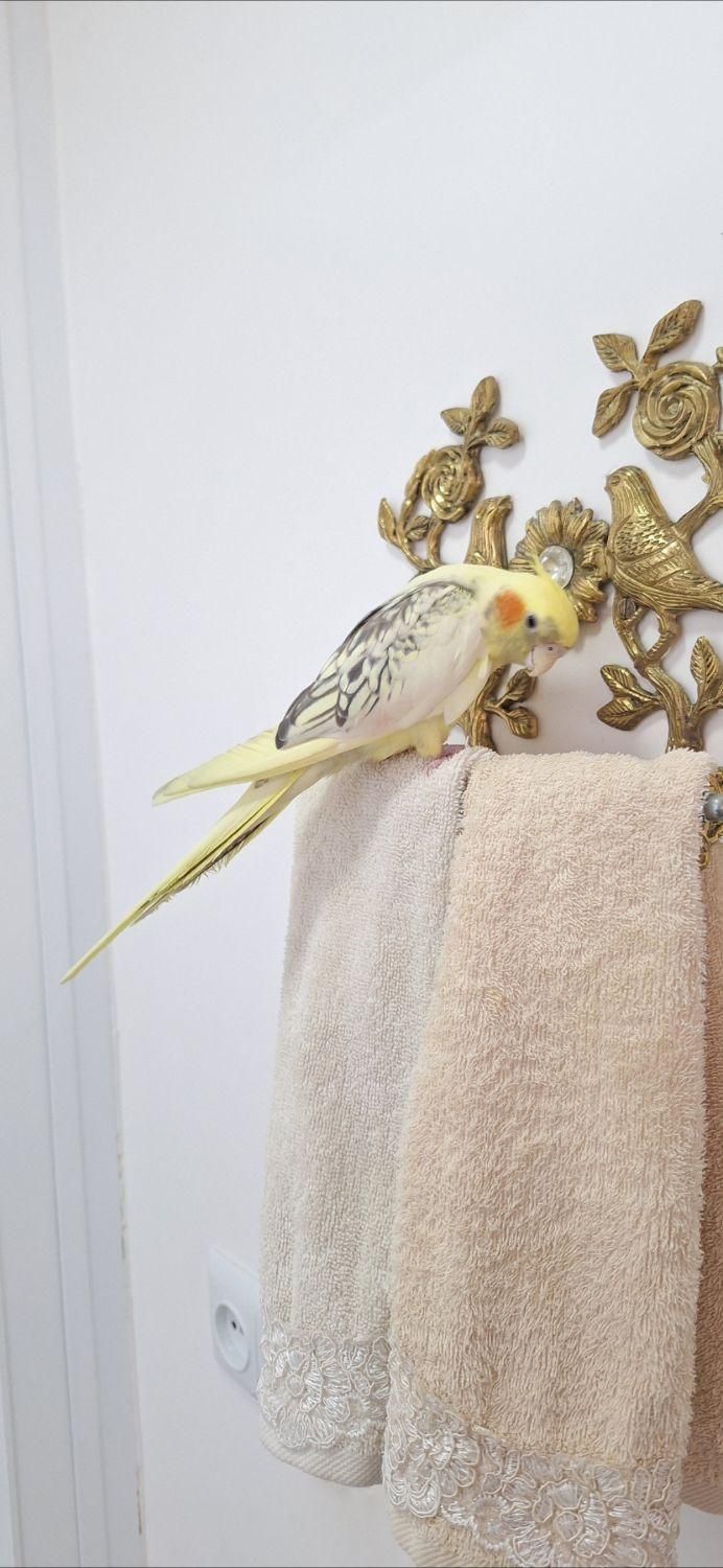 ۲ عدد عروس هلندی فول دستی|پرنده|قم, باجک یک|دیوار