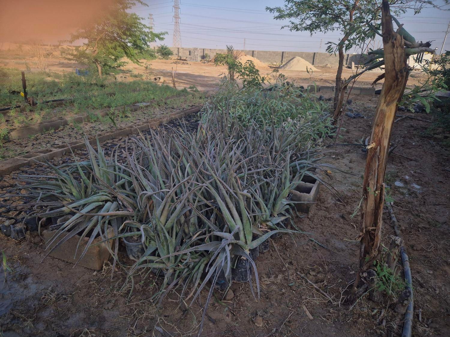 سلام نهالستان امبین بندر ماهشهر|خدمات باغبانی و درختکاری|بندر ماهشهر, |دیوار