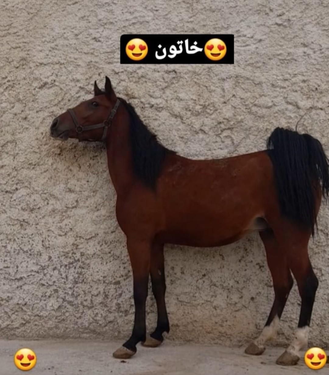 مادیان و نریان وکره درشوری|اسب و تجهیزات اسب‌سواری|اصفهان, بهارستان|دیوار