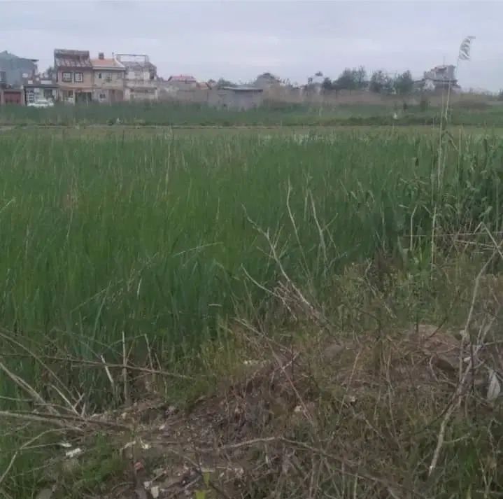زمین ۳۰۰ متری مسکونی با موقعیت خوب در رشت|فروش زمین و ملک کلنگی|رشت, ولکس|دیوار