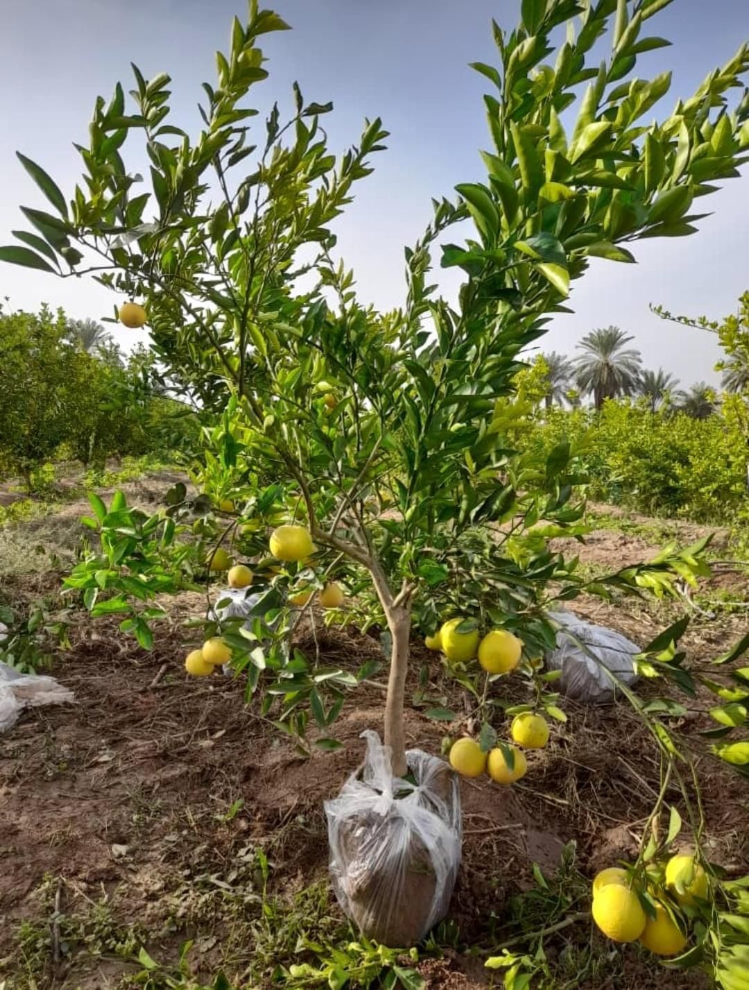 فروش انواع نهال|خدمات باغبانی و درختکاری|اهواز, زرگان|دیوار