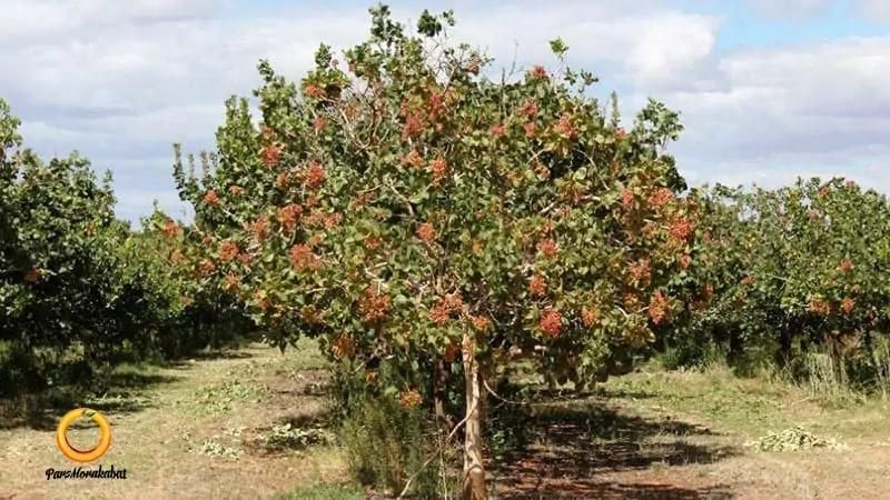 خریدار اب قنات خلیل اباد هستم|خدمات باغبانی و درختکاری|سیرجان, |دیوار