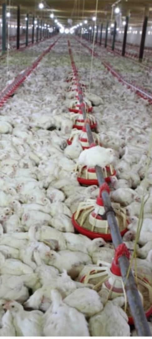 فروش مرغداری و گلخانه در حوالی گلبهار|فروش دفتر صنعتی، کشاورزی، تجاری|مشهد, الهیه|دیوار