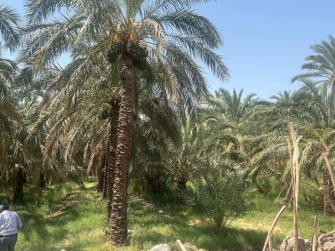 باغ خرما با آب در منطقه دشتو بم با سند رسمی تک برگ|فروش زمین و ملک کلنگی|بم, |دیوار