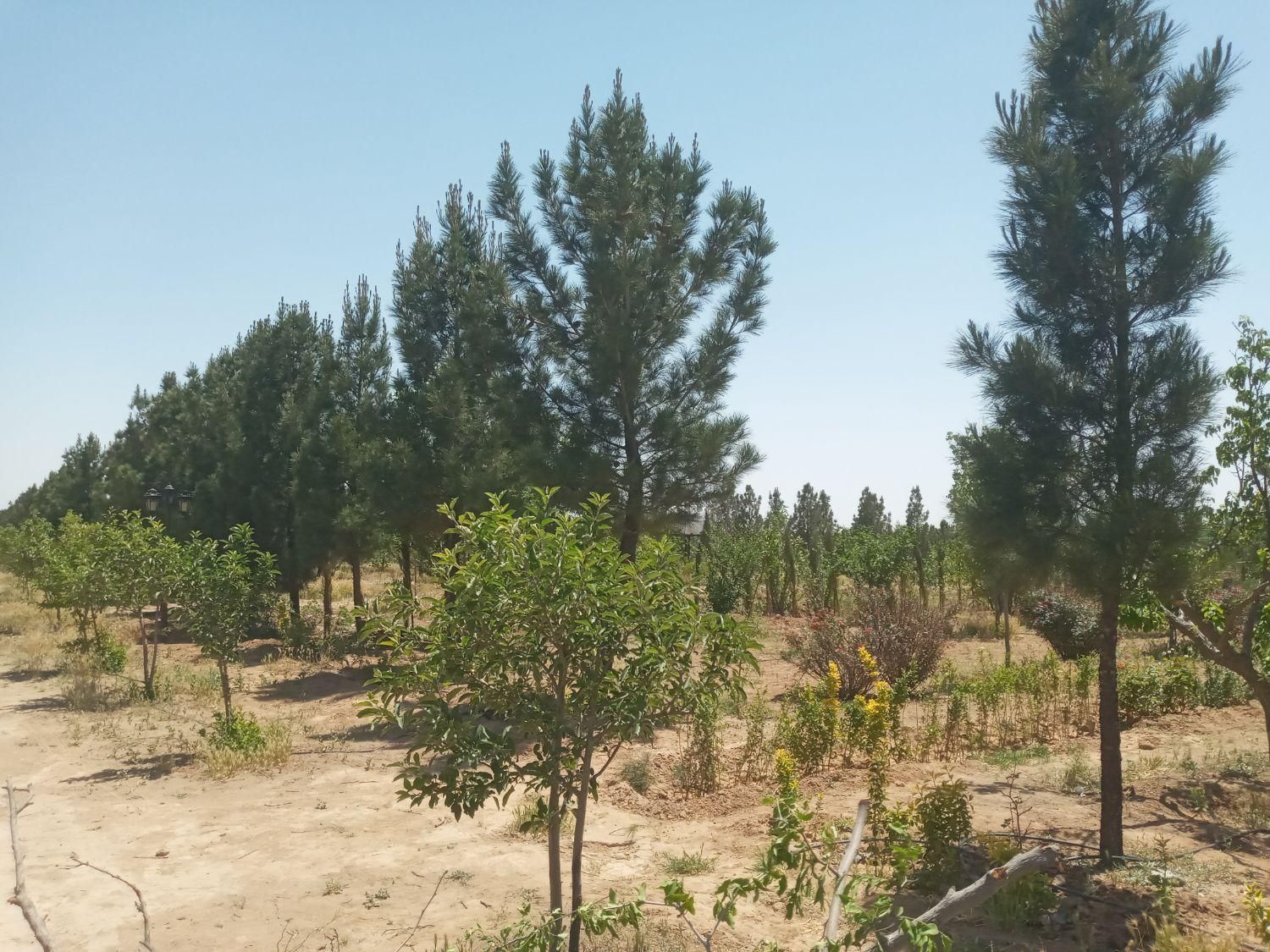 باغچه999متر،تکبرگ ،سهیلیه،زعفرانیه،کردان|فروش زمین و ملک کلنگی|کرج, فاز ۲ مهرشهر|دیوار