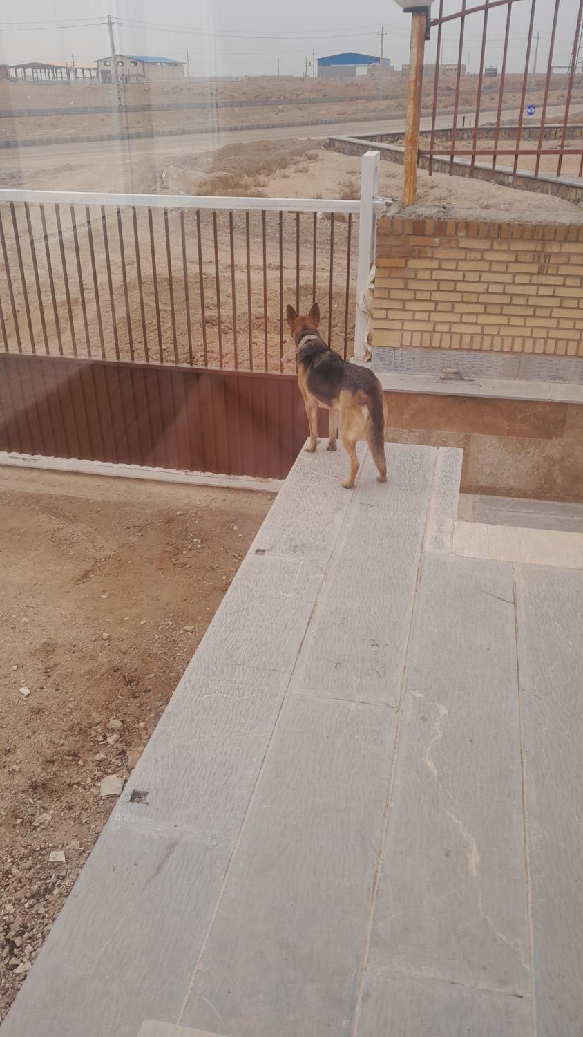 سگ ژرمن|سگ|تاکستان, |دیوار