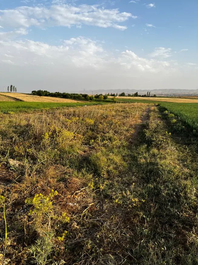 زمین برای کشاورزی احداث باغ،گلخانه،روستای کناوند|فروش دفتر صنعتی، کشاورزی، تجاری|زنجان, |دیوار