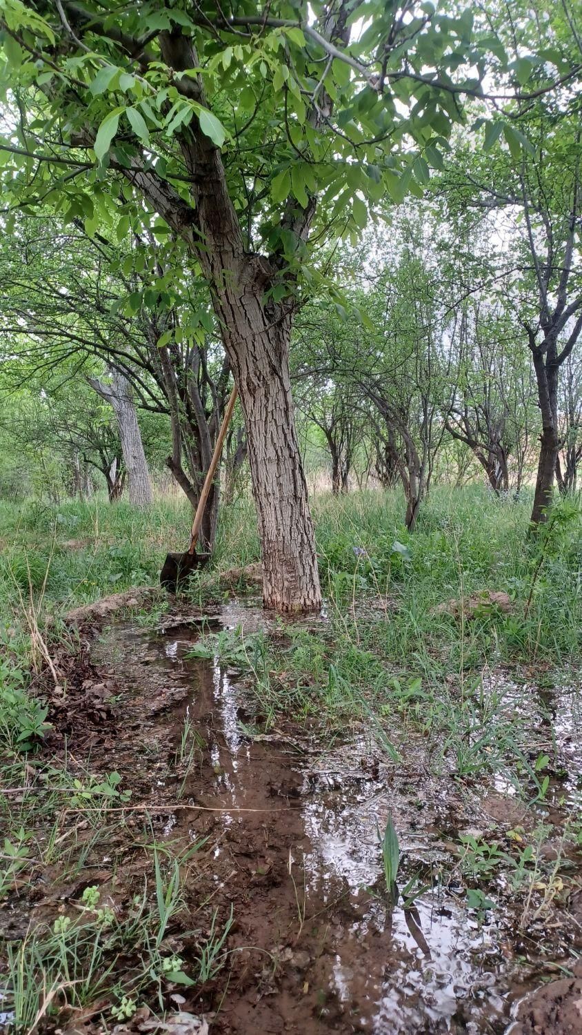 باغچه نقلی ۱۲۰۰ متر با درختان مثمر، بوئین زهرا،شال|فروش زمین و ملک کلنگی|شال, |دیوار