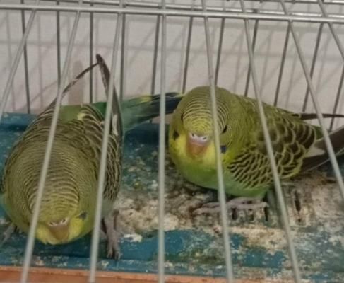 مرغ عشق|پرنده|خورموج, |دیوار