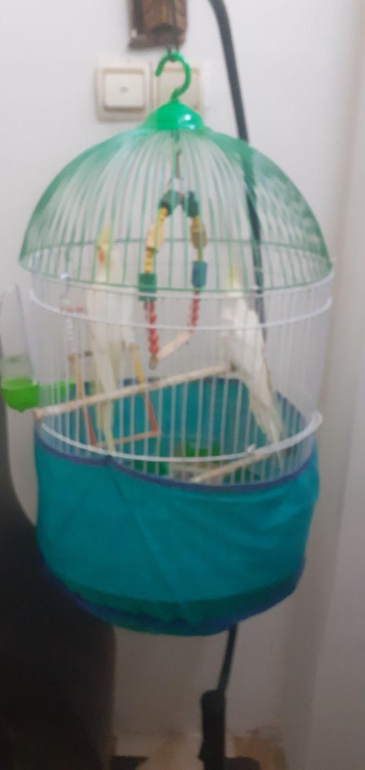 دوعدد عروس هلندی با تمام وسایل|پرنده|لنگرود, |دیوار