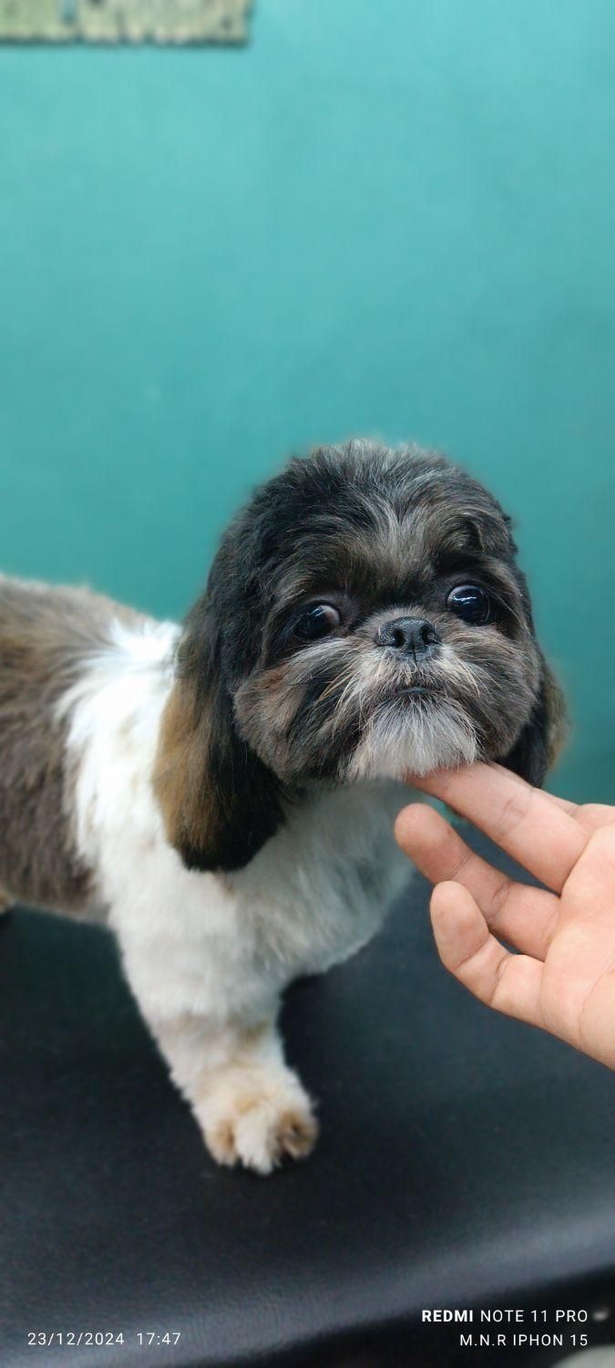 مربی سگ خانگی و کوچک۱۰۰٪ تضمینی / آموزش سگ|خدمات آموزشی|اهواز, کیانپارس |دیوار