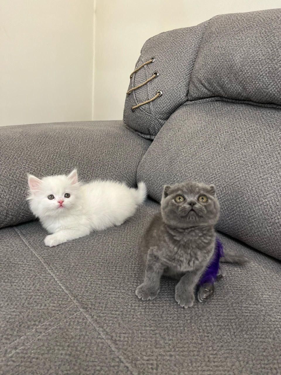 پشمالو های آروم|گربه|کرمانشاه, |دیوار