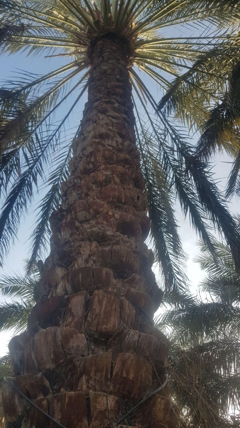 بریدن درخت نخل(مزاحم ) اره بنزینی و قطعه کردن چوب|خدمات باغبانی و درختکاری|بم, |دیوار