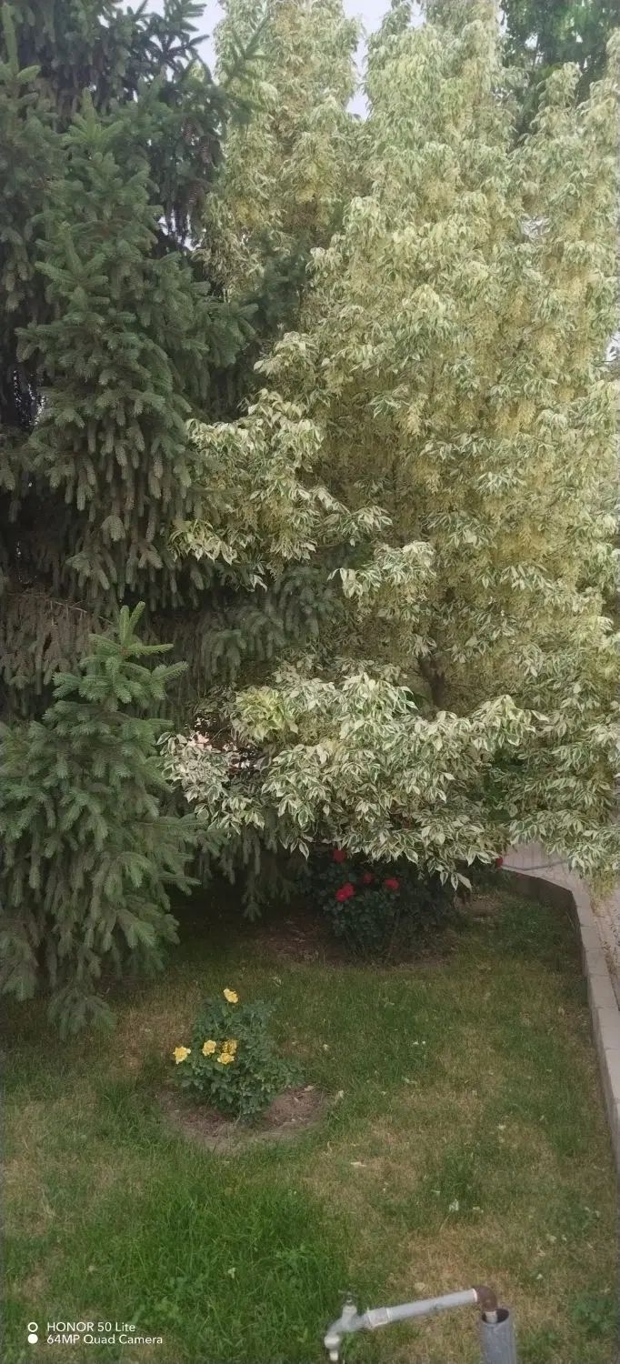 باغ در 7کیلومتری جاده سنتو روستای ساراجوق|فروش زمین و ملک کلنگی|ارومیه, |دیوار
