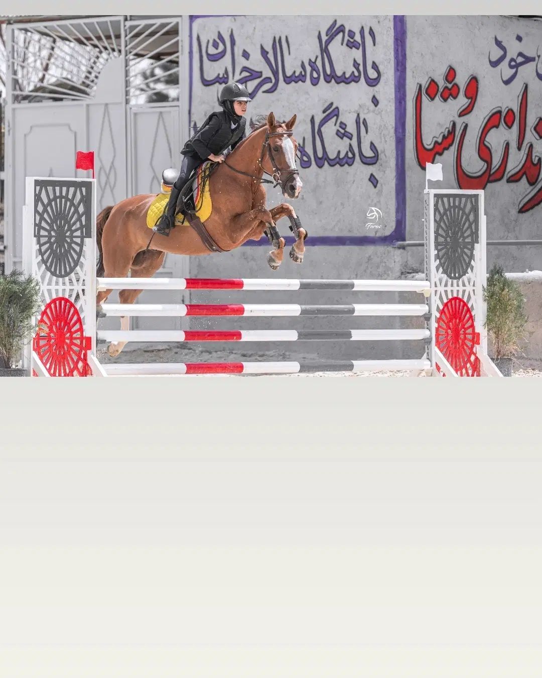 اسب ترکمن|اسب و تجهیزات اسب‌سواری|مشهد, کوی سیدی|دیوار