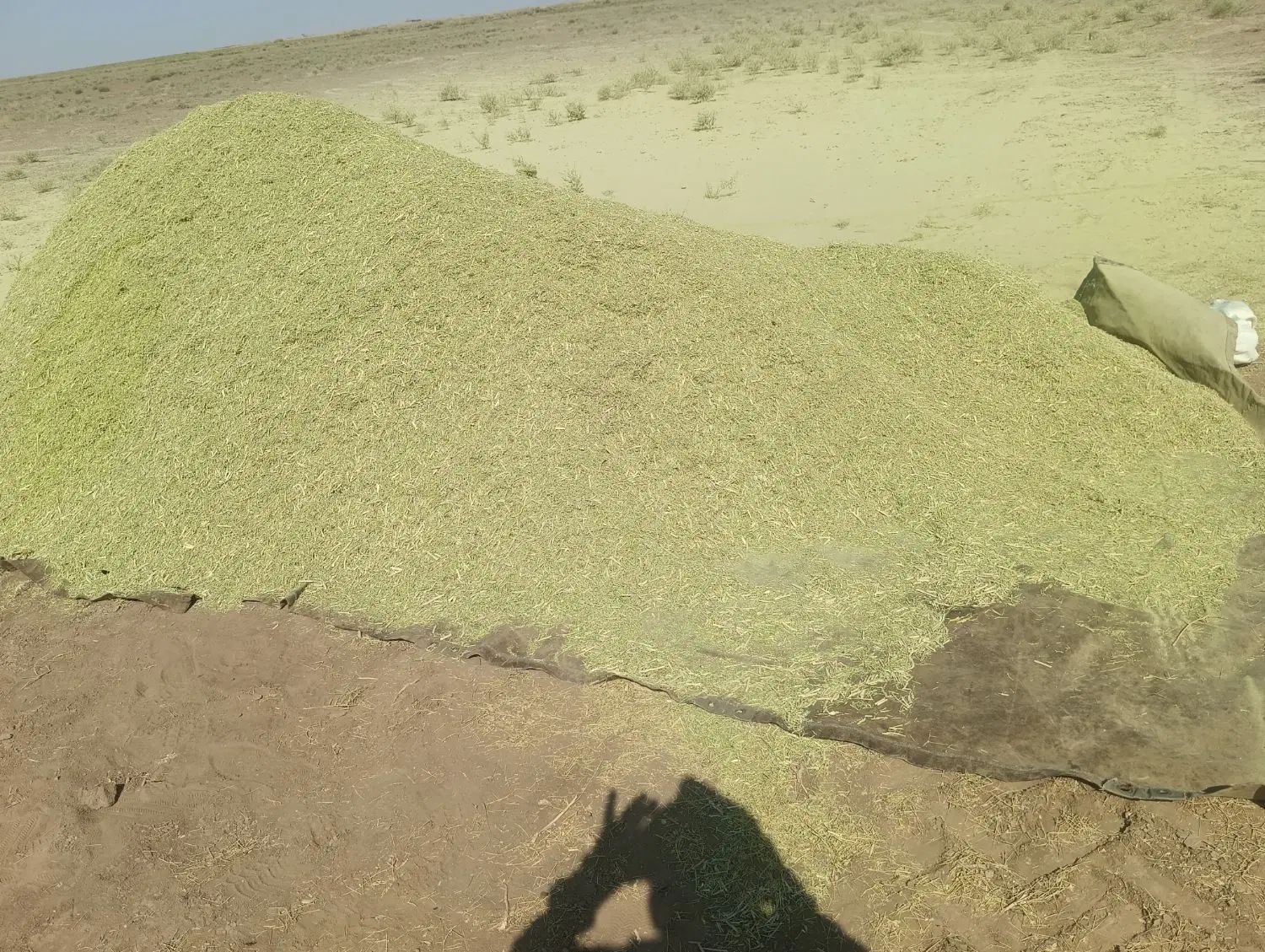 خارشتر|گل و گیاه طبیعی|سبزوار, رباط|دیوار