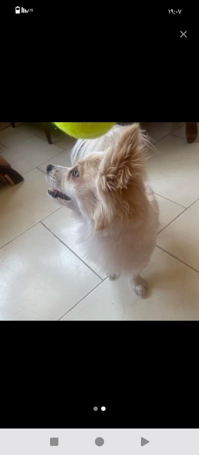 سگ گمشده|حیوانات|فردیس, فردیس|دیوار