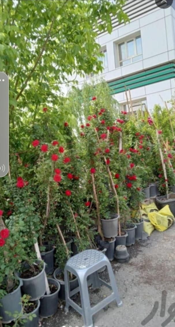 باغبانی هرسکاری سمپاش تعویض خاک گلدان باغچه کوددهی|خدمات باغبانی و درختکاری|تهران, نیروی هوایی (پیروزی)|دیوار