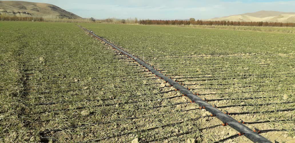 شرکت خدمات کشاورزی آبیاری قطره ای و بارانی|خدمات باغبانی و درختکاری|تبریز, |دیوار