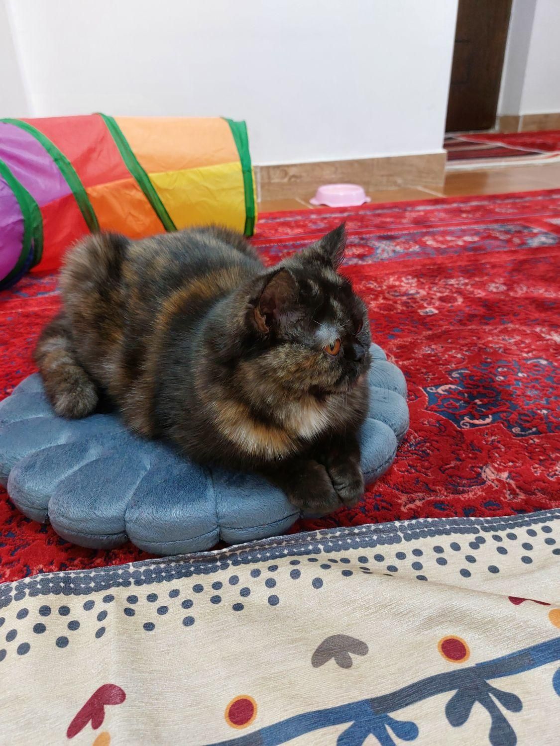 گربه|گربه|مهاباد (آذربایجان غربی), |دیوار