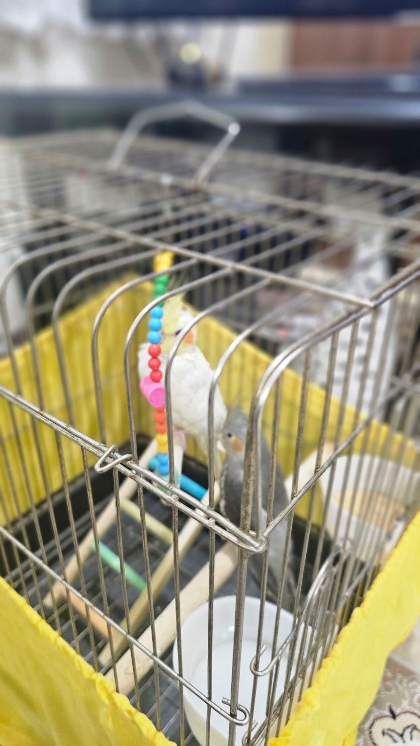 عروس هلندی نر|پرنده|کهریزک, |دیوار