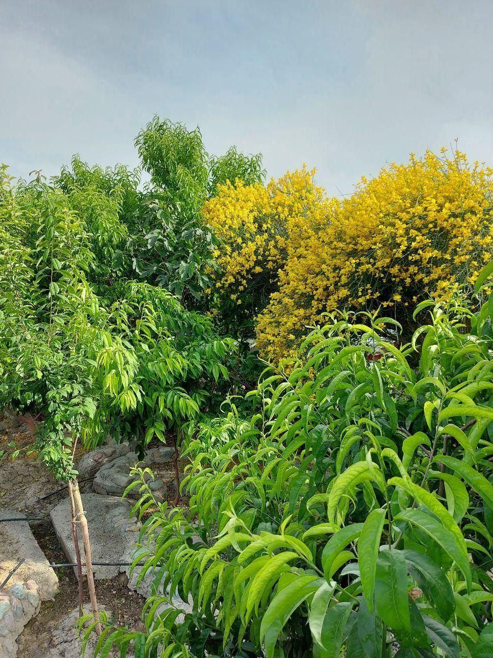 باغ ویلا دنج، متراژ بالا، قیمت مناسب|فروش خانه و ویلا|ماهدشت, |دیوار